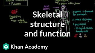 Skeletal structure and function  Muscularskeletal system physiology  NCLEXRN  Khan Academy [upl. by Thebazile]