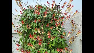 Mina lobata vine grown in pot  UrduHindi [upl. by Lleze747]