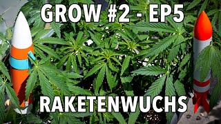 GROW Season 2 🌱 Outdoor  Episode 5  Woche 6 🪴 2x Sticky Orange XXL Auto 🪴 1x Cosmos F1 CBD [upl. by Arondel]