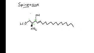 Sphingolipid Categorization [upl. by Laidlaw]