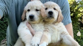 Sad News About My Golden Retriever Puppies [upl. by Afital]