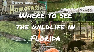 Florida home of flamingos alligators and Bobcats  Homosassa springs state park floridathingstodo [upl. by Raynold144]