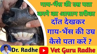 How to check cow age by teeth  Cattle age by teeth  Vet Guru Radhe [upl. by Sumner789]