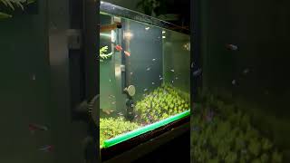 Most Fantastic Aquaristic Decor fishaquarium aquariumfishtank fishtanksetup trending fish diy [upl. by Allina741]