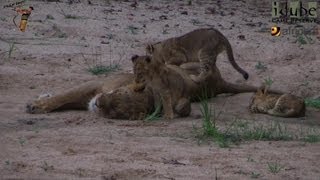 LIONS Following The Pride 13 Relaxing [upl. by Sauncho]