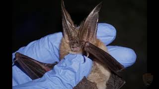 Bats in Lehman Caves [upl. by Ycniuqal231]