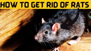 How to Get Rid Of Rats At Home Naturally By 3 Easy Ways [upl. by Ellenhoj]