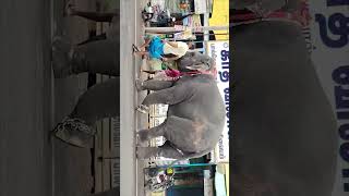 ஸ்ரீவி Andal Koil Elephant [upl. by Enihpets]