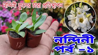 নন্দিনী ফুলের চারা কিভাবে প্রতিস্থাপন করবেন  কিরকম মাটি বানাতে হবে  lisianthus plant potting [upl. by Odlavu]