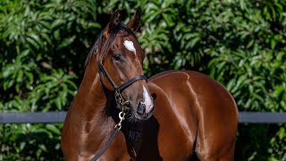 Lot 363 Pierata x Keenness Colt from Figtree Thoroughbreds [upl. by Rafi495]