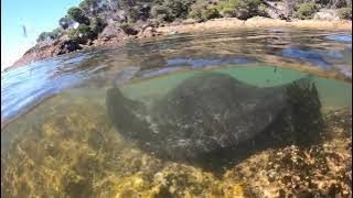 Stingrays close up at Tathra [upl. by Kostival348]