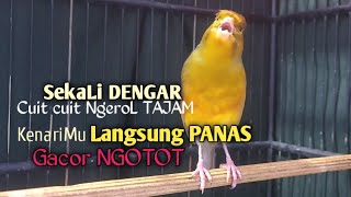 Kenari Gacor Cuit cuit Ngerol TAJAM TERAPI AMPUH Kenari MACET Pancingan Kenari Paud Belajar Bunyi [upl. by Allie]