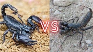 Scorpion VS Vinegaroon Who Will Win The Fight [upl. by Euginomod]