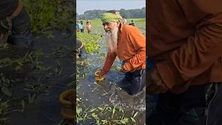 75 Years Old Man Catching big fish by polo Trap in Beel water polofishing polotrap catchfish [upl. by Necaj]