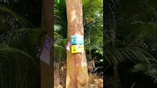 Bukit lagong part 3 hikking hiking nature hikingday [upl. by Rattan410]