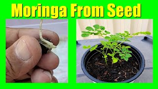 This Moringa Growing Tip Could Save Your Plant [upl. by Frederic]