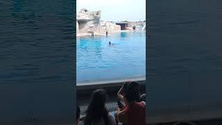 Дельфинарий Римини 🐬🐬 Dolphinarium Shaw Tanzen танцы 🐬🐬 [upl. by Enilehcim]