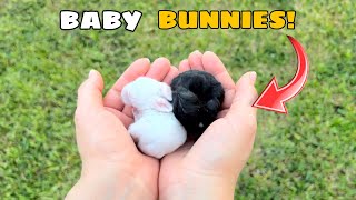 ORPHANED BABY BUNNIES WHERE’S THEIR MOM [upl. by Arved]