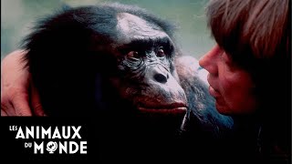 Le bonobo  champions de la nature [upl. by Deevan446]