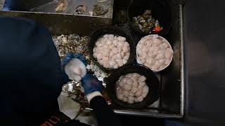 Atlantic Sea Scallop Fishery [upl. by Aicetel]