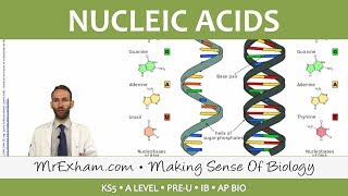 Chemicals of Life  Nucleic Acids  Post 16 Biology A Level PreU IB AP Bio [upl. by Ayocat]