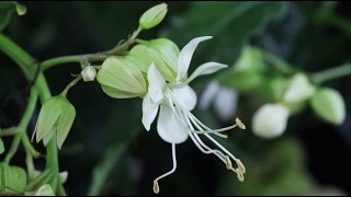 Clerodendrum wallichii quotProsperoquot  Losbaum Glorybower [upl. by Lemire103]