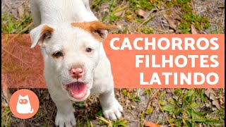 Os melhores LATIDOS de CACHORROS FILHOTES 🐶 🔊 Fofos demais [upl. by Thamos]