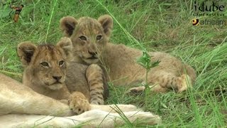 LIONS Following The Pride 3 Cub Interactions [upl. by Yenrab]