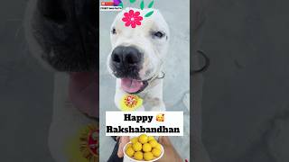 Pluto ki Traf Se Happy rakshabandhan 🥰 ​StreetDogPluto [upl. by Jeanette]