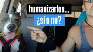 Humanizar a los Perros ¿Bueno o Malo [upl. by Livvie]