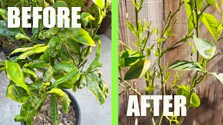 Save a CITRUS TREE from DYING from LEAF MINERS and other pests with this ORGANIC SOLUTION [upl. by Pendleton815]