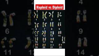 What Are Haploid amp Diploid Cells  A Brief Science Tutorial [upl. by Strage]