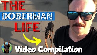 The Awesome Life of a Doberman—Video Compilation [upl. by Risser]