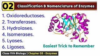 Classification and nomenclature of enzymes  Easiest trick to learn [upl. by Yrdnal]