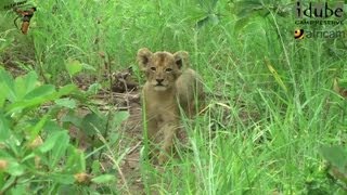 LIONS Following The Pride 1 Introducing The New Lion Cubs [upl. by Kalie771]