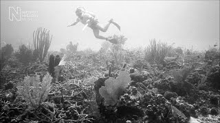 Coral reefs lessons from the past  Natural History Museum [upl. by Assela]