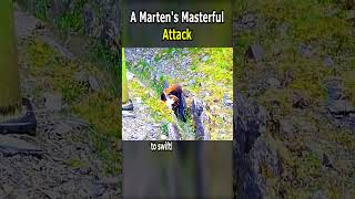 A Martens Masterful Attack [upl. by Clarisse]