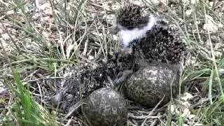 Spurwing Plovers at their Nest [upl. by Ahseekat]