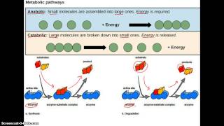 Anabolic vs Catabolic [upl. by Bunting744]