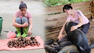 returning to daily life without him harvesting galangal roots to sell and taking care of livestock [upl. by Lionello]