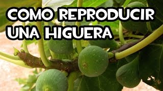 Como reproducir una Higuera  Acodo Terrestre [upl. by Chilson613]