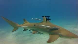 Real Life Sharks with Wicked Laser Beams [upl. by Yates30]