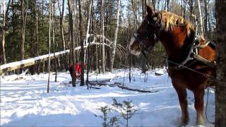 Horse Drawn Sled [upl. by Mallis]