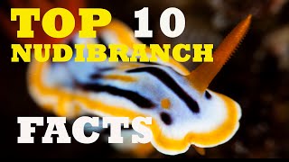 TOP 10 NUDIBRANCH FACTS [upl. by Anirahc]