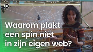 Waarom blijft een spin niet kleven in zijn eigen web  Vragen van Kinderen [upl. by Sarat896]