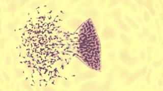 bacteriophage vs ecoli animation [upl. by Hendren]