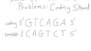 Transcription and Translation For A Coding Strand [upl. by Putnem]