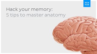 Hack your memory 5 tips to master anatomy once and for all  Kenhub [upl. by Ibloc756]