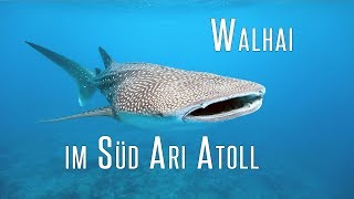 Walhai Schildkröte und Meer  Tauchen im Süd Ari Atoll  TauchVlog 25  abgetaucht [upl. by Domenico]