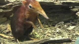 Baby Elephant Shrew  February 2009 [upl. by Jamesy787]